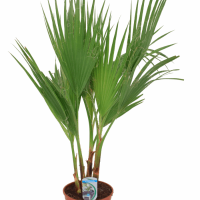 Пальма 'Washingtonia'