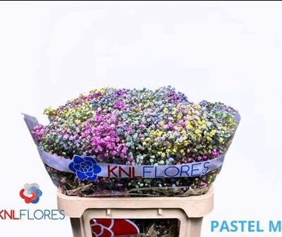 Гіпсофіла 'Rainbow'