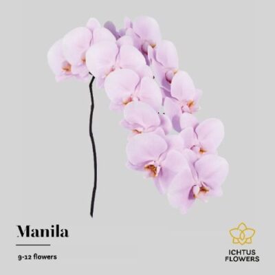 Орхідея зрізана 'Manila'