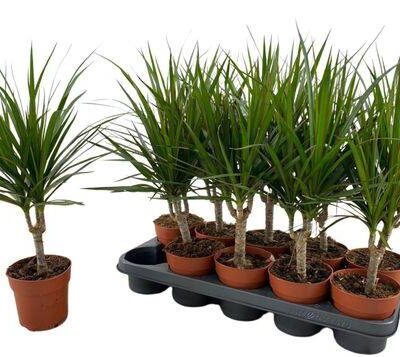 Драцена 'Marginata'