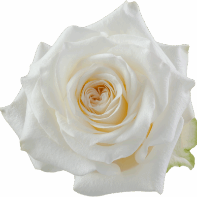 Еквадорська троянда 'Candelight'