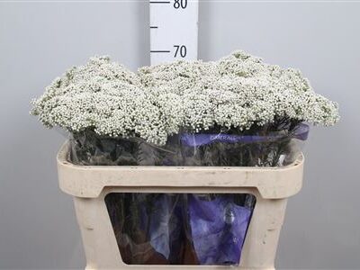 Озотамнус 'Reki Snow'