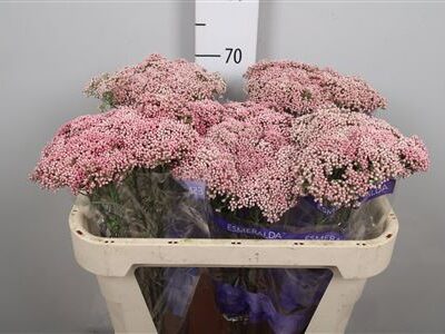 Озотамнус 'COOKS TALL PINK'