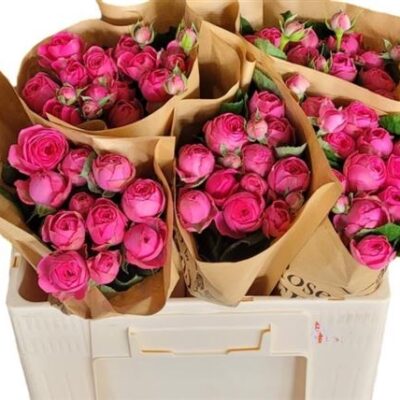 Кущова троянда Pretty Giselle!'