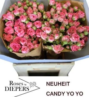 Кущова троянда 'Candy Yo-yo'