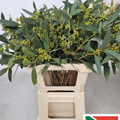 Евкаліпт 'Populus'