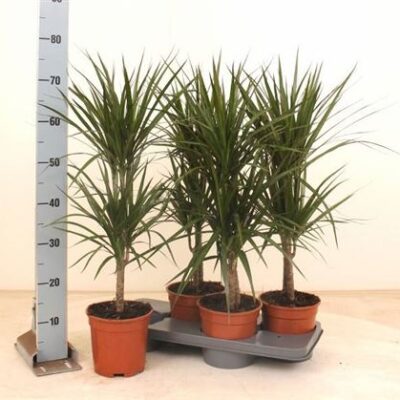 Драцена 'MARGINATA'