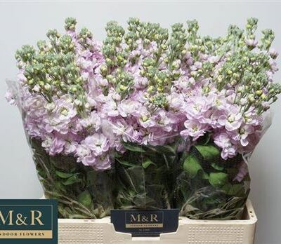 Матіола 'Mathilda Pink'