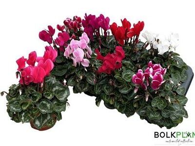 Цикламен 'Sup Macro'