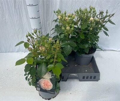 Троянди в горщику 'Ov'