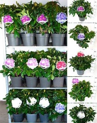 Рододендрон 'Cat Ov'