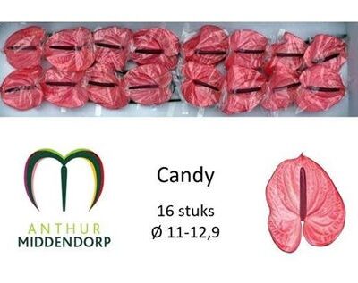 Антуріум 'Candy'