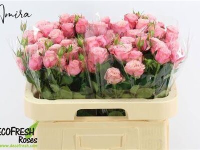 Кущова троянда 'Ov ros'