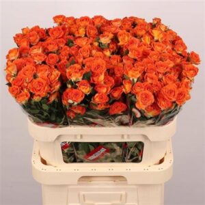 Кущова троянда 'Ariya'