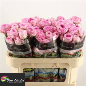 Кущова троянда 'Ov ml'