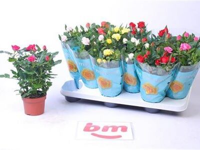 Троянди в горщику 'Gem 5 Srt'