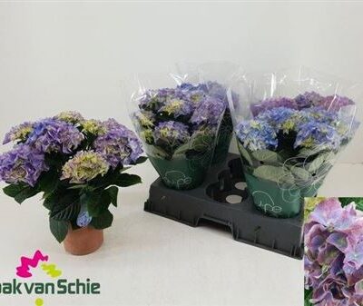 Гортензія 'Ocean'