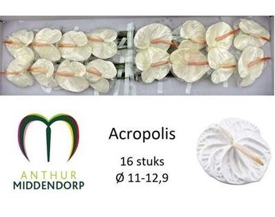 Антуріум 'Acropolis'