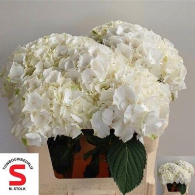 Гортензія 'White Verena'