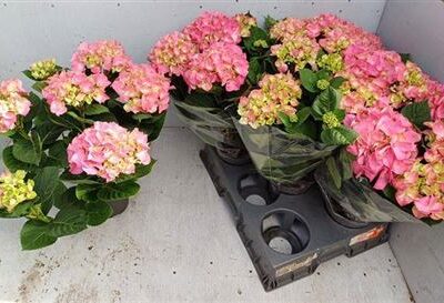 Гортензія 'Rosita'