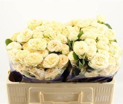 Кущова троянда 'Summerrose'