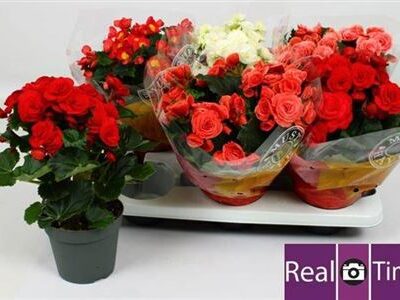 Бегонія 'Gem'