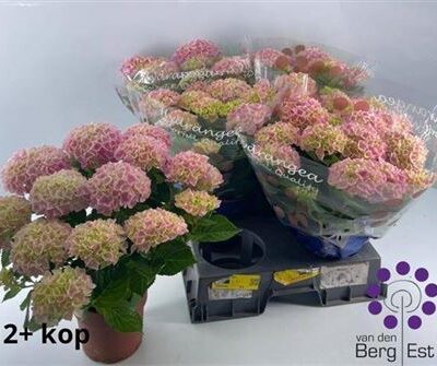 Гортензія 'River rose'