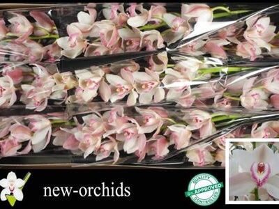 Цимбідіум 'Joal'