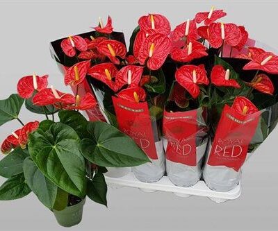 Антуріум 'Madural'