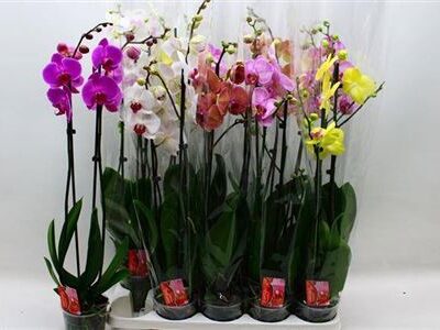 Орхідея 2-х стеблова '7 Kl'