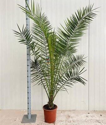 Фінікова пальма