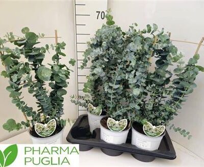 Евкаліпт 'Cinerea'