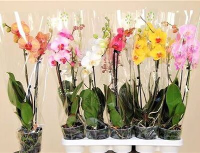 Орхідея 2-х стеблова '7 Kl'