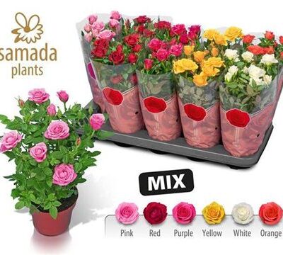 Троянди в горщику 'Gem 4 Srt'