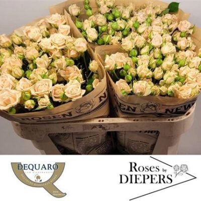 Кущова троянда 'TANJA'