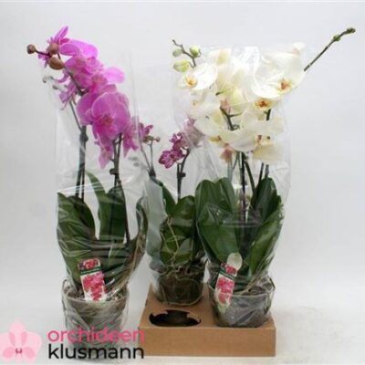 Орхідея мултифлора 'Gem'