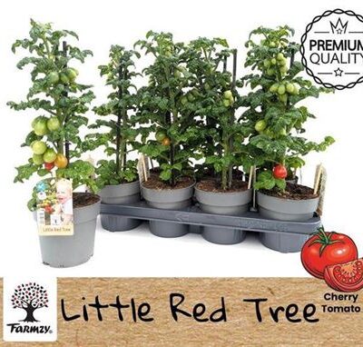 Томати Чері 'Lycop Ov'