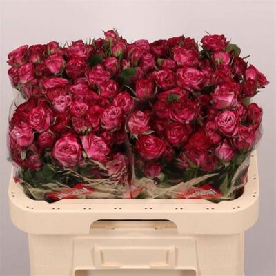 Кущова троянда 'Purple Queen'