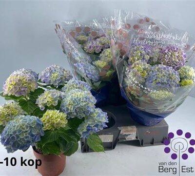 Гортензія 'River blue'