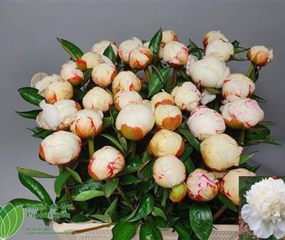 Піон 'Snow Mountain'