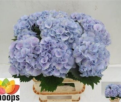 Гортензія 'Lolly Pop Bl'