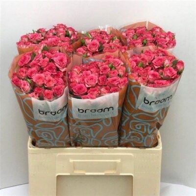 Кущова троянда 'Sweet Julia'