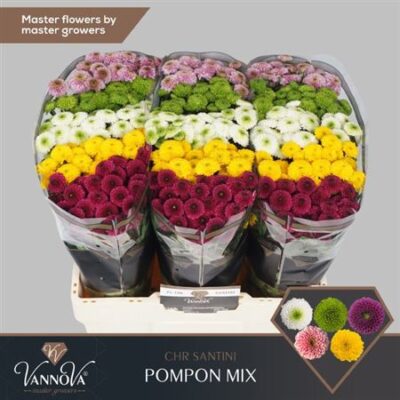 Хризантема 'Pompo Gem'