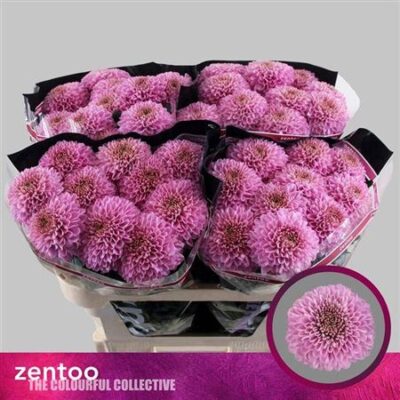 Хризантема 'PLAYTIME'