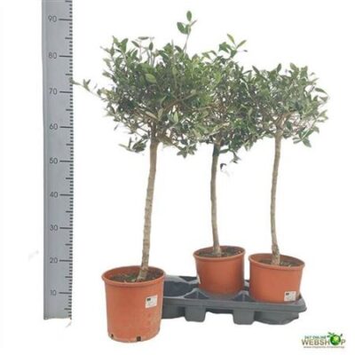 Оливка 'Europaea'