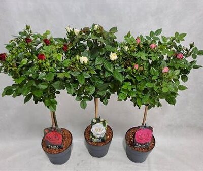 Троянди в горщику 'Mixkar'