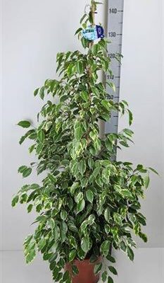 Фікус 'Golden King'