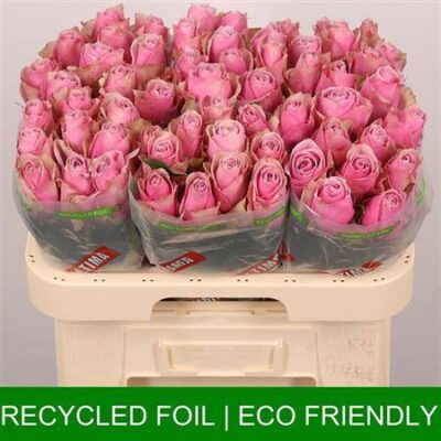 Одноголова троянда 'Athena Royale'