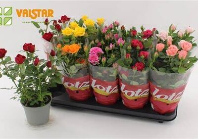 Троянди в горщику 'Gem 7 Kl'