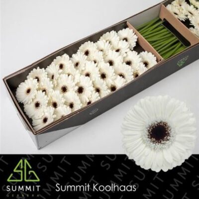 Гербера 'Lido'